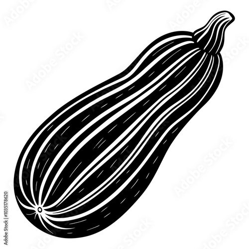 Zucchini  Cucurbita Pepo High Quality Vegetable Illustrations for Creative and Culinary Projects