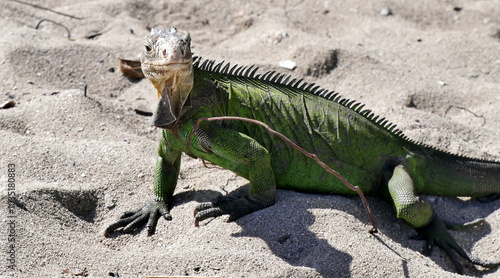 iguana delicatissima on sandy beach in guadeloupe, endangered re