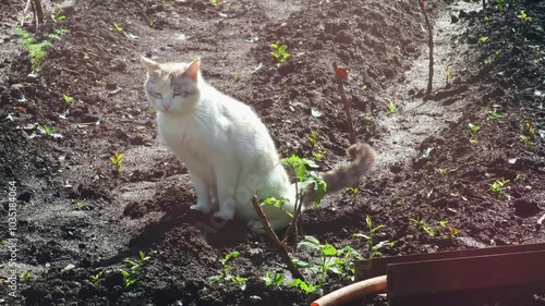 white domestic cat urinating in a kailyard garden ground at spring morning photo