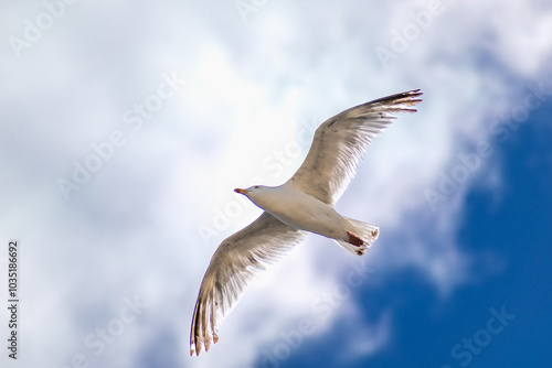 Seagull at the seaside in Brittany in France, larus