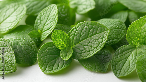 Green Mint Plant Grow Background closeup.mint leaf.