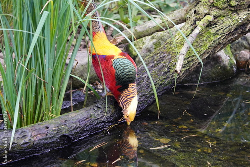 The golden pheasant (Chrysolophus pictus), also known as the Chinese pheasant, and rainbow pheasant, is a gamebird of the order Galliformes (gallinaceous birds) and the family Phasianidae (pheasants). photo