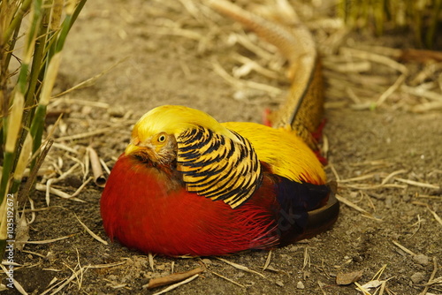 The golden pheasant (Chrysolophus pictus), also known as the Chinese pheasant, and rainbow pheasant, is a gamebird of the order Galliformes (gallinaceous birds) and the family Phasianidae (pheasants). photo