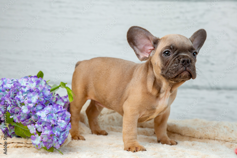 A cute French bulldog puppy lies wrapped in a plaid on a white background looking at the camera A cute French bulldog puppy lies wrapped in a plaid on a white background looking at the camera