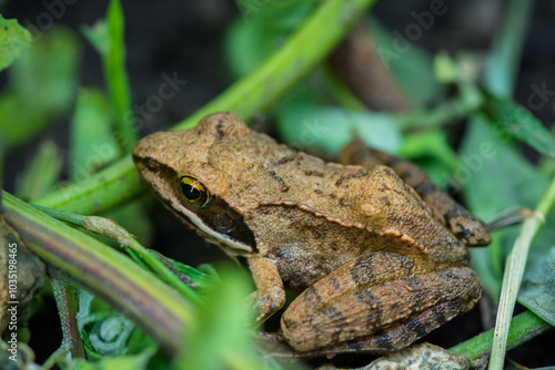 Close-up of a brown frog camouflaged among green leaves in a natural setting.