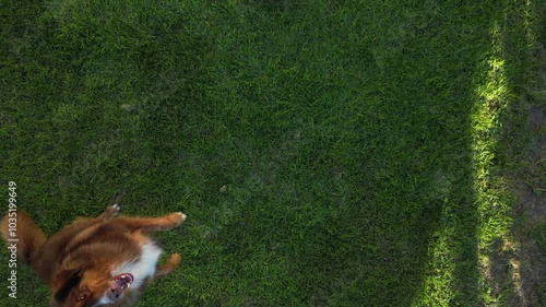 dog on grass