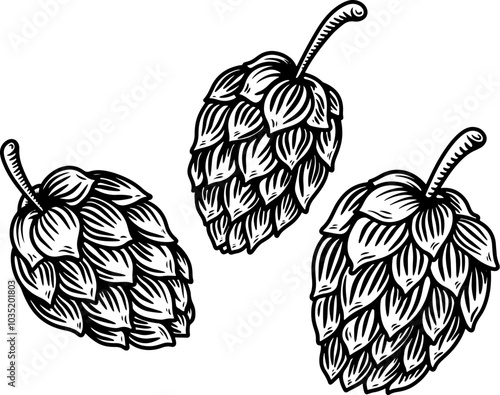 illustration of beer hop in engraving style. Design element for poster, label, sign, emblem, menu. Vector illustration