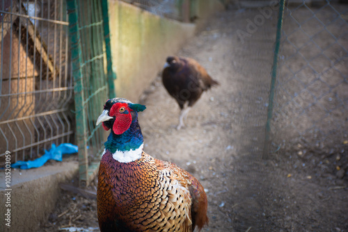 Vibrantly colored pheasant stands alert with a soft-focus background of another bird in an aviary setting.