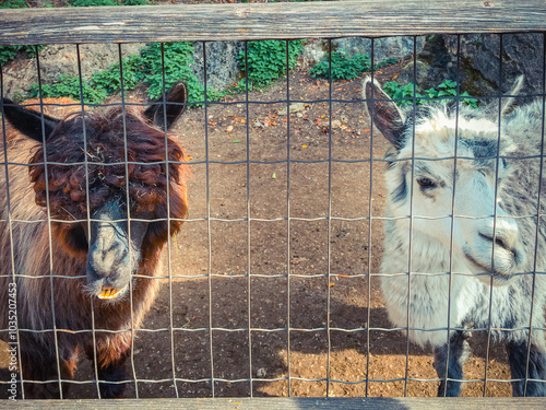 Two llamas, one brown and one white, peer through a wire fence on a sunny day. photo