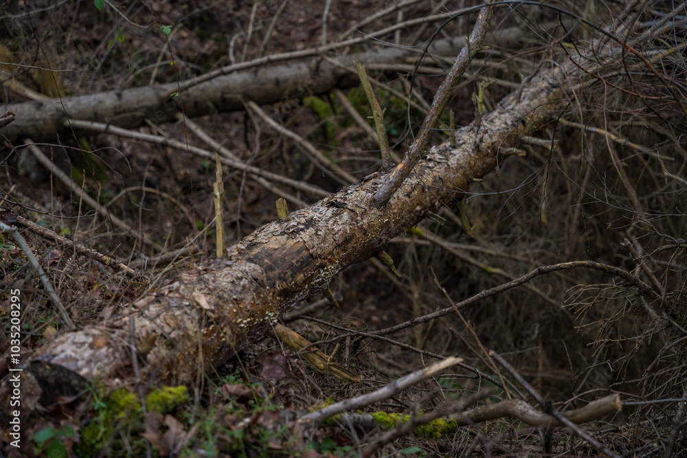 A peaceful forest scene with moss-covered cut fallen tree trunk and a blanket of fallen leaves. A peaceful forest scene with moss-covered cut fallen tree trunk and a blanket of fallen leaves.