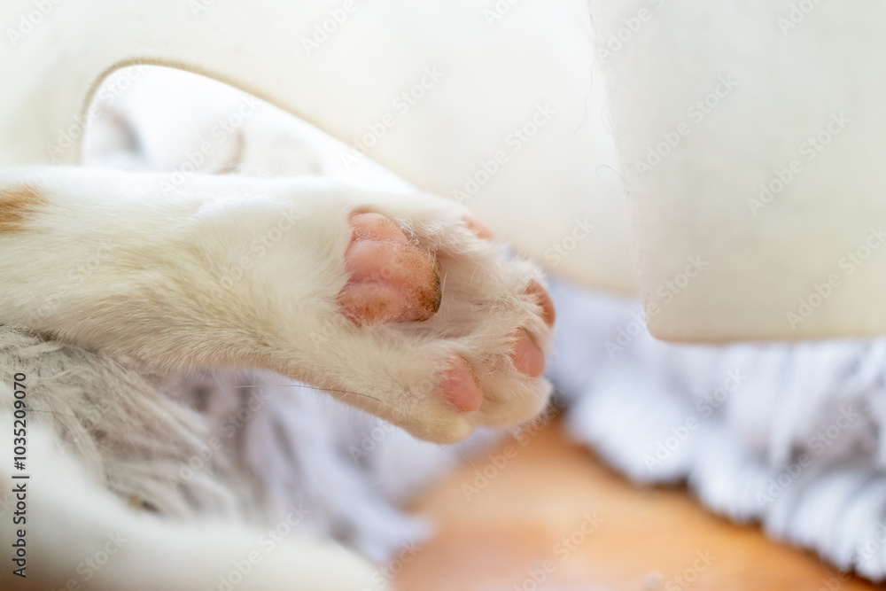 可愛い猫の肉球 茶トラ白 可愛い猫の肉球 茶トラ白