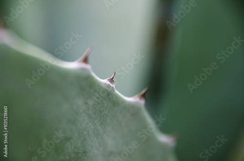 Close up cactus with spikes, background wallpaper, Aloe Vera