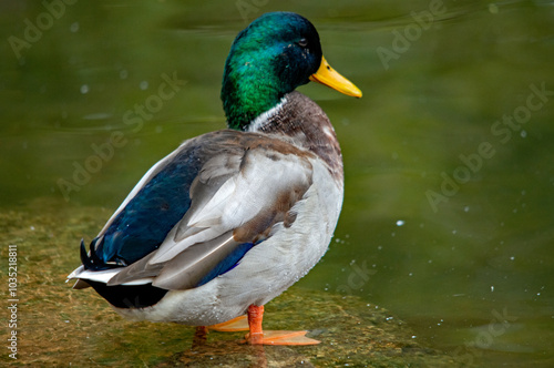 Eine Ente steht auf einem Stein auf dem Wasser