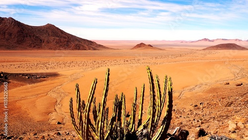 Namibian cactus