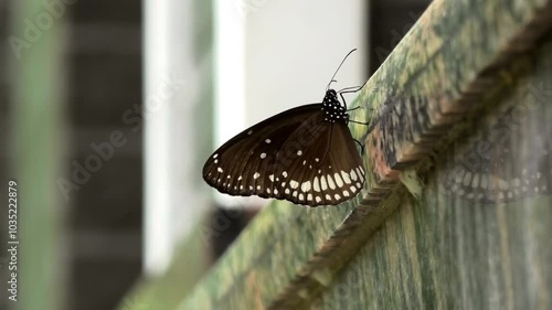 A butterfly flying off a wall