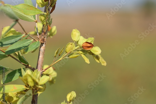 branch of Cilician privet or Syrian privet (Fontanesia phillyreoides) with seeds photo