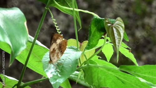 A brown butterfly perched on a plant