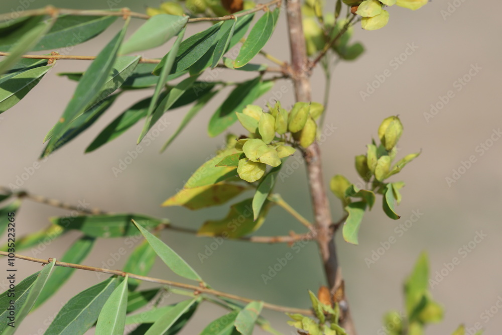 branch of Cilician privet or Syrian privet (Fontanesia phillyreoides) with seeds