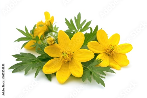 A cluster of bright yellow flowers with green leaves photo