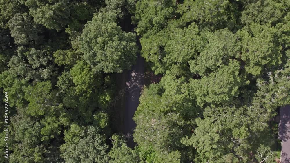 Aerial view of lush green forest with dense tree canopy and tranquil wilderness, Thomasville, United States. Aerial view of lush green forest with dense tree canopy and tranquil wilderness, Thomasville, United States.