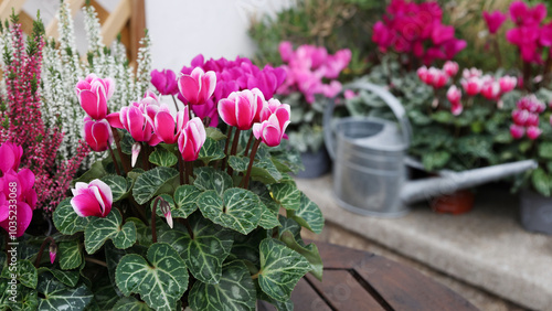 Photography Autumn flowers of cyclamen in pot in the garden