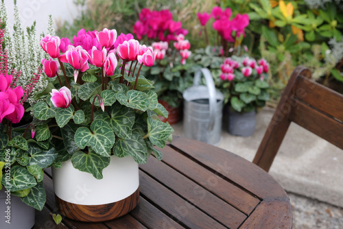 Pink cyclamen flower potted in white pot on the wooden round rustic table close up. Autumn flowers and watering can in the garden on background with copy space on the right. 