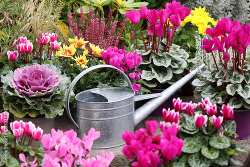 Foto Cyclamen, ornamental cabbage, heather, chrysanthemums - autumn flowers in pots in the garden with watering can
