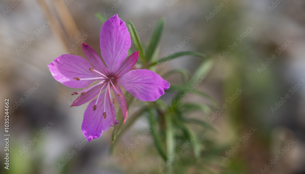 Pink flowers of the rare species Saponaria intermedia. Blurred natural background. Pink flowers of the rare species Saponaria intermedia. Blurred natural background.