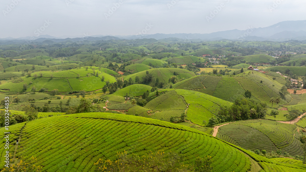 Aerial view of Long Coc tea hills, Phu Tho province, Vietnam. Beautiful green tea plantation in Vietnam. Nature background. Aerial view of Long Coc tea hills, Phu Tho province, Vietnam. Beautiful green tea plantation in Vietnam. Nature background.