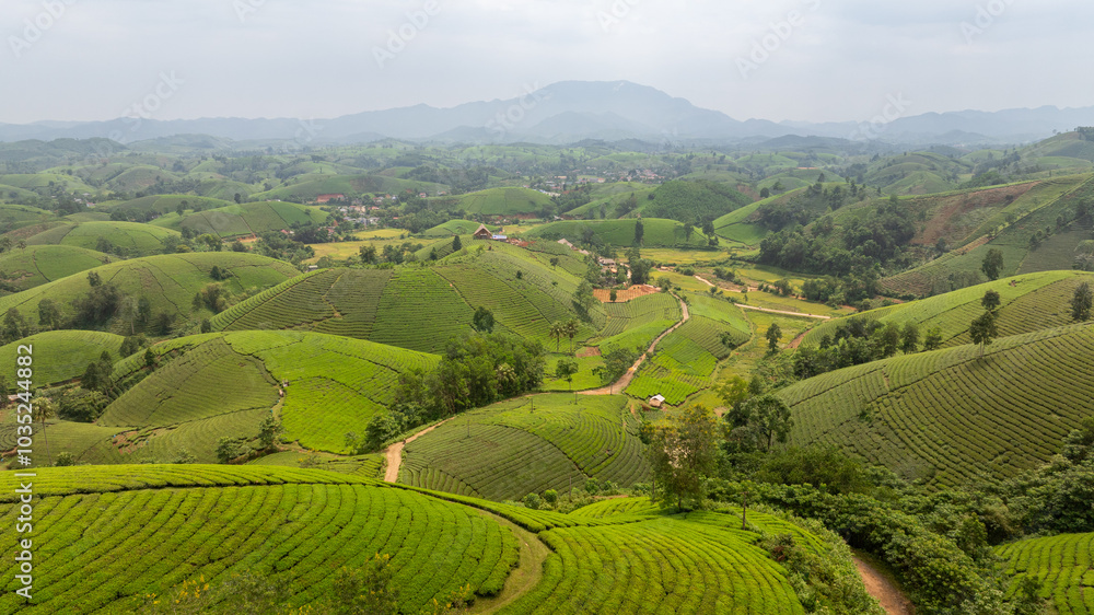 Aerial view of Long Coc tea hills, Phu Tho province, Vietnam. Beautiful green tea plantation in Vietnam. Nature background. Aerial view of Long Coc tea hills, Phu Tho province, Vietnam. Beautiful green tea plantation in Vietnam. Nature background.