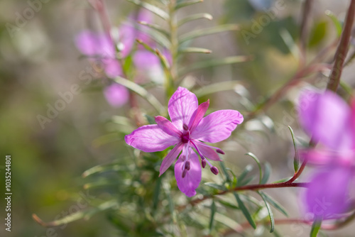 Pink flowers of the rare species Saponaria intermedia. Blurred natural background.