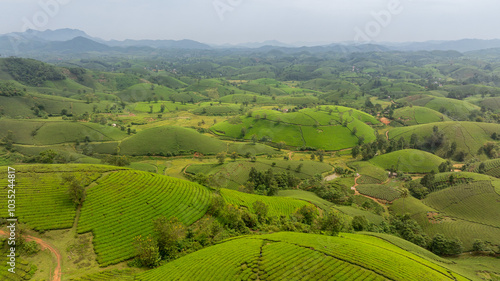 Aerial view of Long Coc tea hills, Phu Tho province, Vietnam. Beautiful green tea plantation in Vietnam. Nature background.