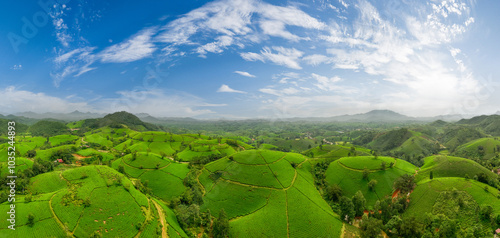 Aerial view of Long Coc tea hills, Phu Tho province, Vietnam. Beautiful green tea plantation in Vietnam. Nature background. photo