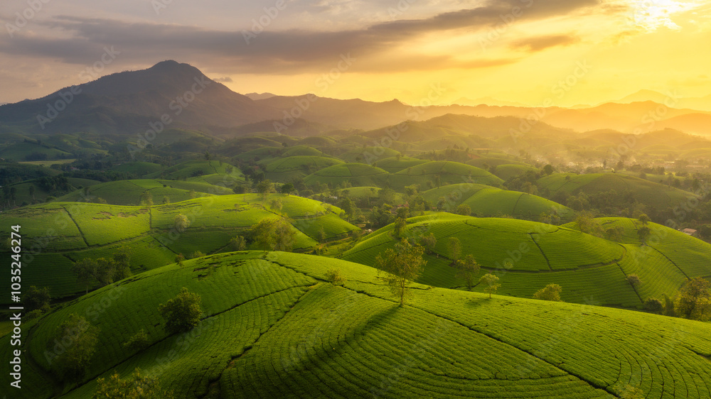 Naklejka premium Aerial view of Long Coc tea hills, Phu Tho province, Vietnam. Beautiful green tea plantation in Vietnam. Nature background.