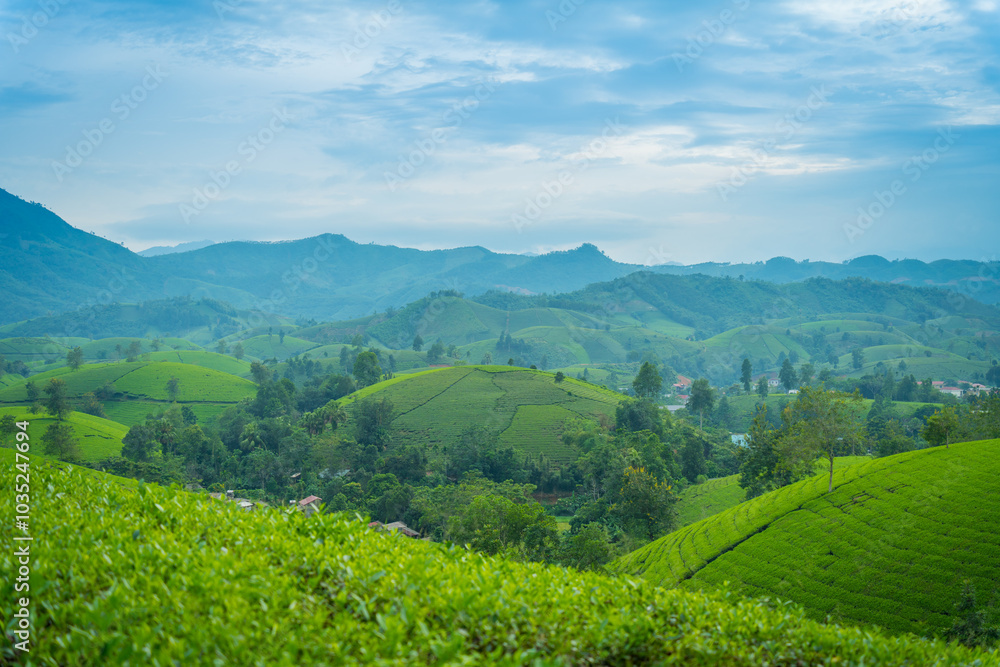 Aerial view of Long Coc tea hills, Phu Tho province, Vietnam. Beautiful green tea plantation in Vietnam. Nature background. Aerial view of Long Coc tea hills, Phu Tho province, Vietnam. Beautiful green tea plantation in Vietnam. Nature background.