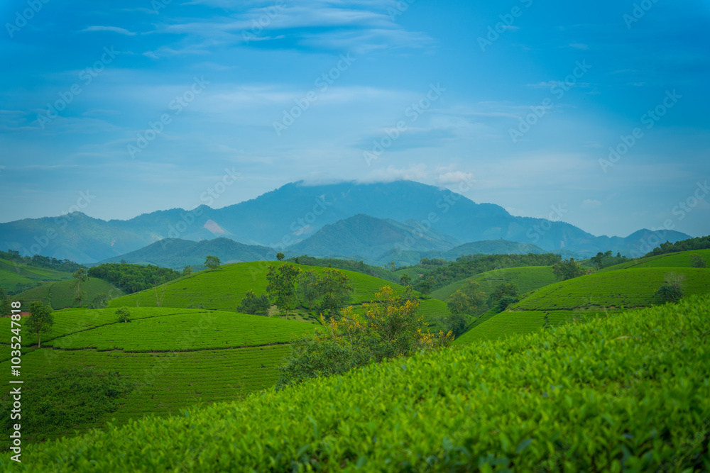 Aerial view of Long Coc tea hills, Phu Tho province, Vietnam. Beautiful green tea plantation in Vietnam. Nature background.