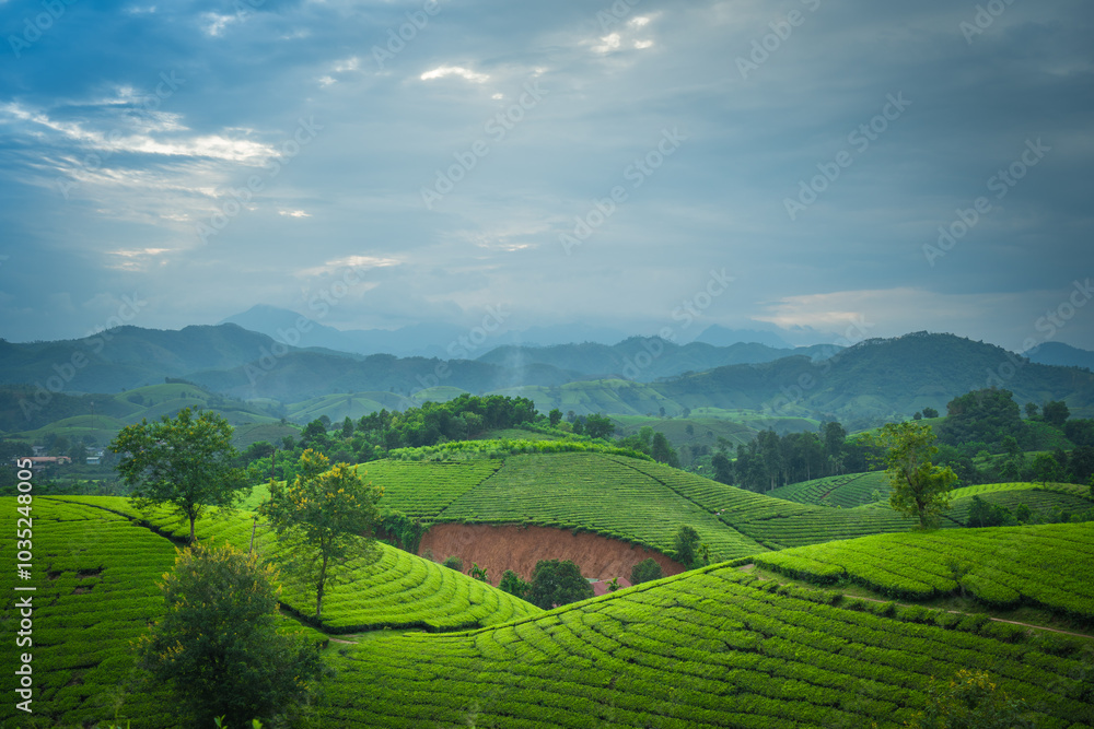 Fototapeta premium Aerial view of Long Coc tea hills, Phu Tho province, Vietnam. Beautiful green tea plantation in Vietnam. Nature background.