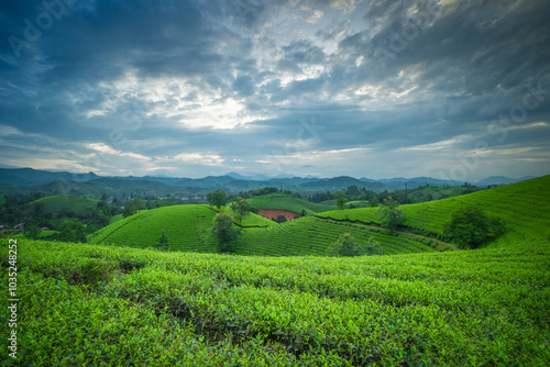 Aerial view of Long Coc tea hills, Phu Tho province, Vietnam. Beautiful green tea plantation in Vietnam. Nature background.