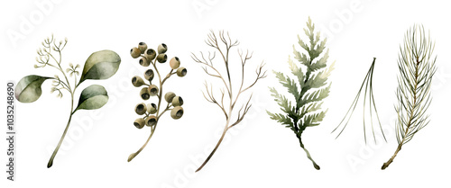 Coniferous and Seeded Eucalyptus branches. Watercolor floral isolated illustration for Christmas winter design, cards