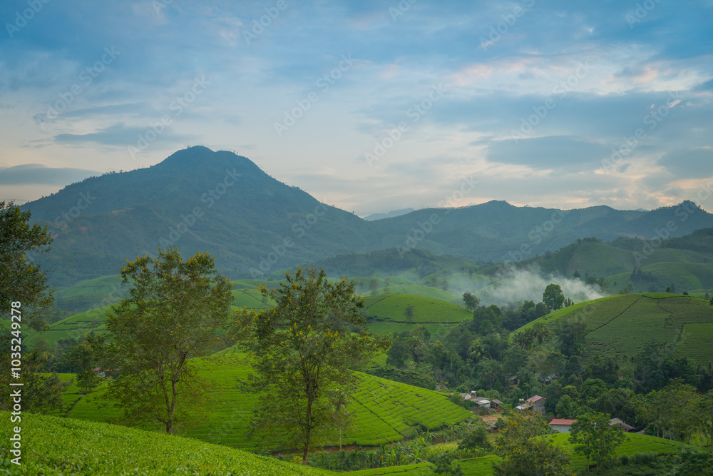 Naklejka premium Aerial view of Long Coc tea hills, Phu Tho province, Vietnam. Beautiful green tea plantation in Vietnam. Nature background.