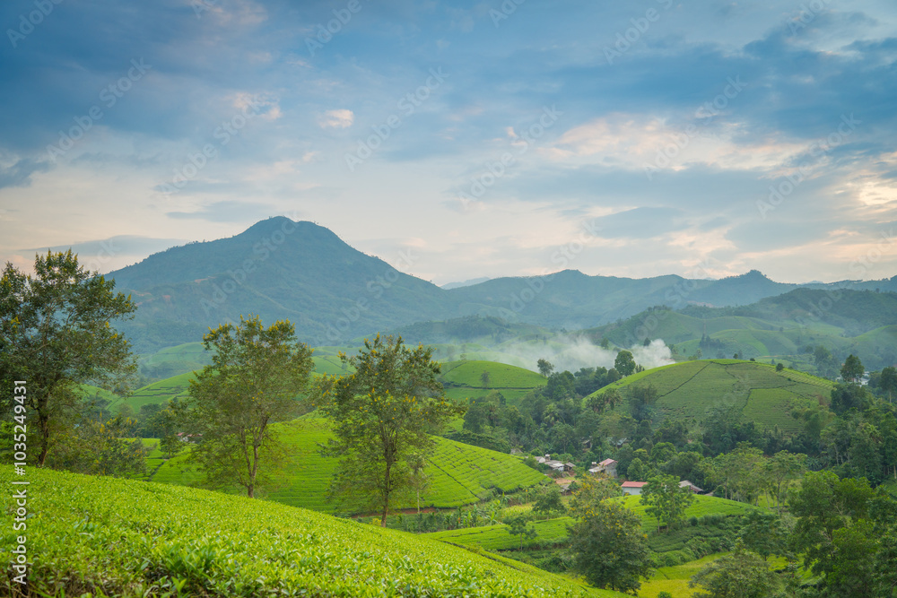 Obraz premium Aerial view of Long Coc tea hills, Phu Tho province, Vietnam. Beautiful green tea plantation in Vietnam. Nature background.