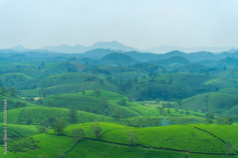 Aerial view of Long Coc tea hills, Phu Tho province, Vietnam. Beautiful green tea plantation in Vietnam. Nature background. Aerial view of Long Coc tea hills, Phu Tho province, Vietnam. Beautiful green tea plantation in Vietnam. Nature background.