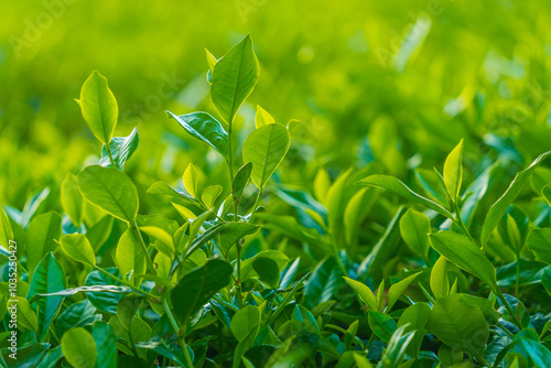 Natural green leaves plants using as spring background cover page environment ecology or greenery wallpaper. Nature of green leaf in garden at summer.
