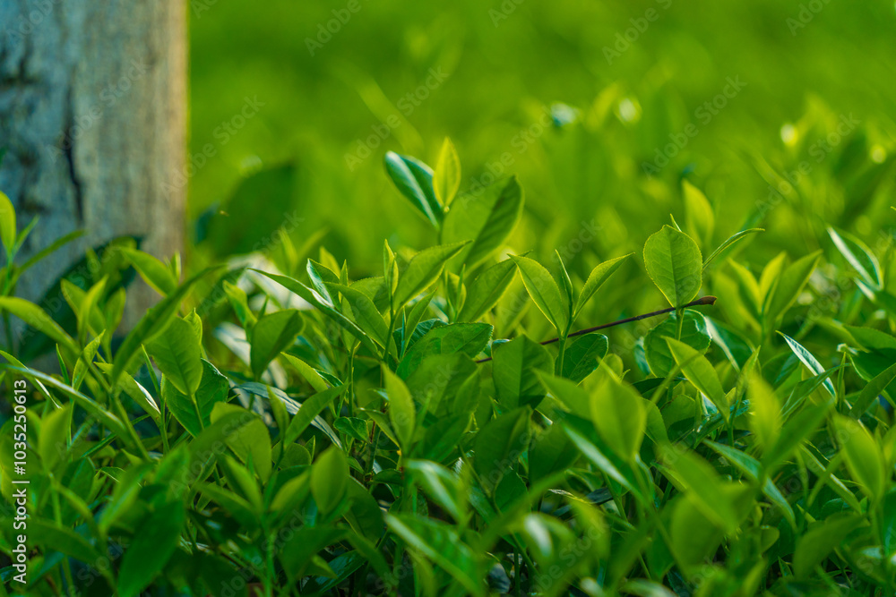 Natural green leaves plants using as spring background cover page environment ecology or greenery wallpaper. Nature of green leaf in garden at summer. Natural green leaves plants using as spring background cover page environment ecology or greenery wallpaper. Nature of green leaf in garden at summer.
