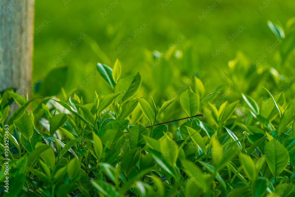Natural green leaves plants using as spring background cover page environment ecology or greenery wallpaper. Nature of green leaf in garden at summer. Natural green leaves plants using as spring background cover page environment ecology or greenery wallpaper. Nature of green leaf in garden at summer.
