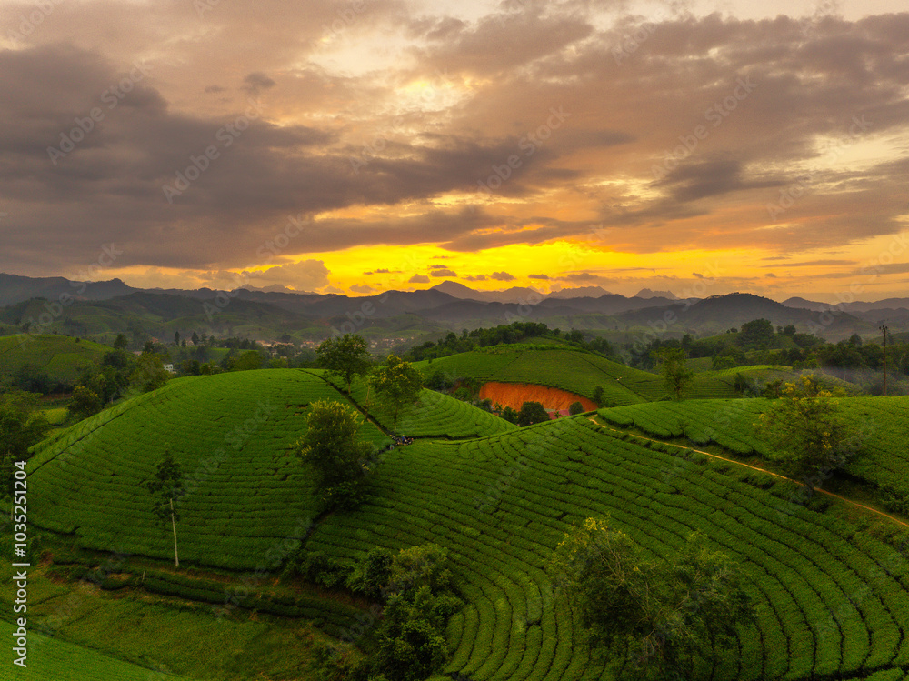 Fototapeta premium Aerial view of Long Coc tea hills, Phu Tho province, Vietnam. Beautiful green tea plantation in Vietnam. Nature background.