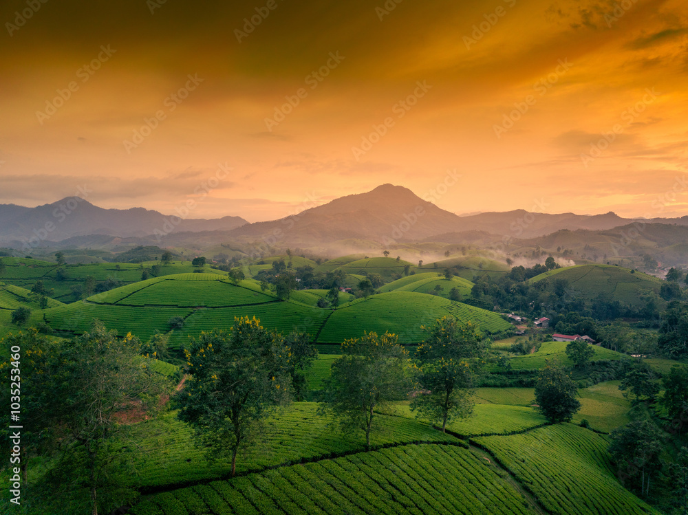 Aerial view of Long Coc tea hills, Phu Tho province, Vietnam. Beautiful green tea plantation in Vietnam. Nature background. Aerial view of Long Coc tea hills, Phu Tho province, Vietnam. Beautiful green tea plantation in Vietnam. Nature background.
