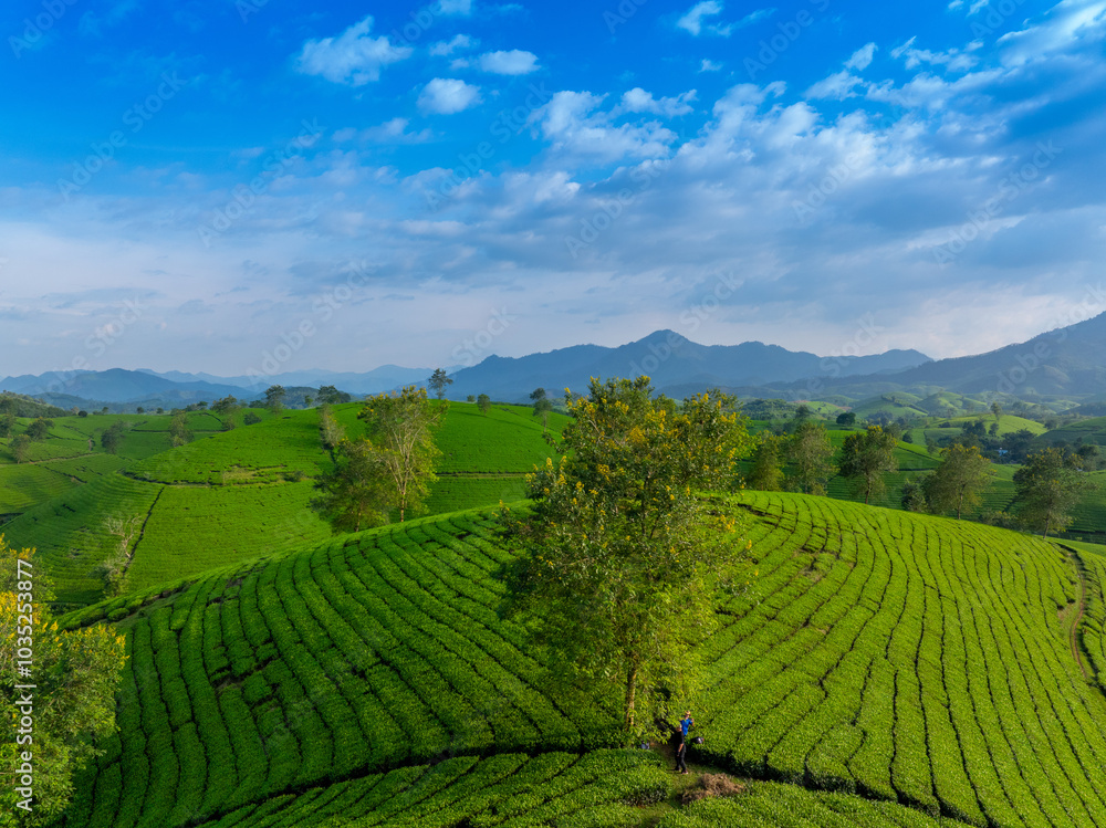 Aerial view of Long Coc tea hills, Phu Tho province, Vietnam. Beautiful green tea plantation in Vietnam. Nature background. Aerial view of Long Coc tea hills, Phu Tho province, Vietnam. Beautiful green tea plantation in Vietnam. Nature background.