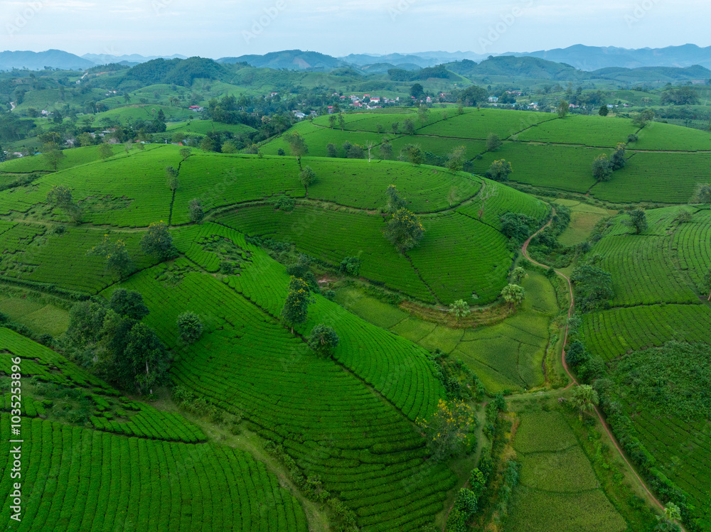 Fototapeta premium Aerial view of Long Coc tea hills, Phu Tho province, Vietnam. Beautiful green tea plantation in Vietnam. Nature background.