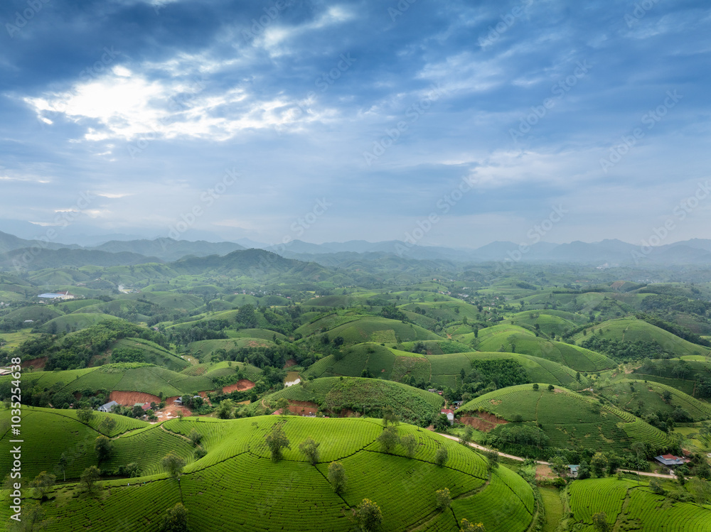 Fototapeta premium Aerial view of Long Coc tea hills, Phu Tho province, Vietnam. Beautiful green tea plantation in Vietnam. Nature background.